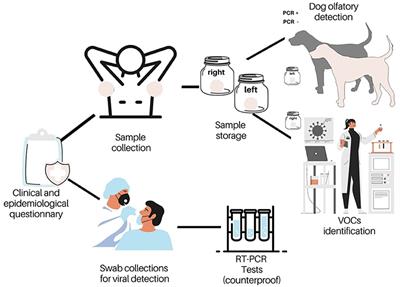 Canine Olfactory Detection of SARS-COV2-Infected Patients: A One Health Approach